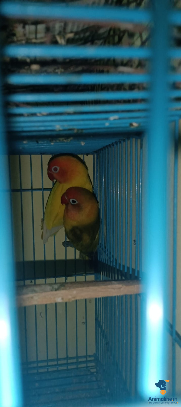 Healthy and Active Male&Females  for Sale