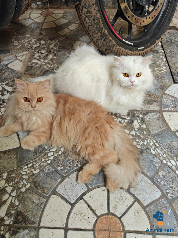 Dol face 2 persian cats