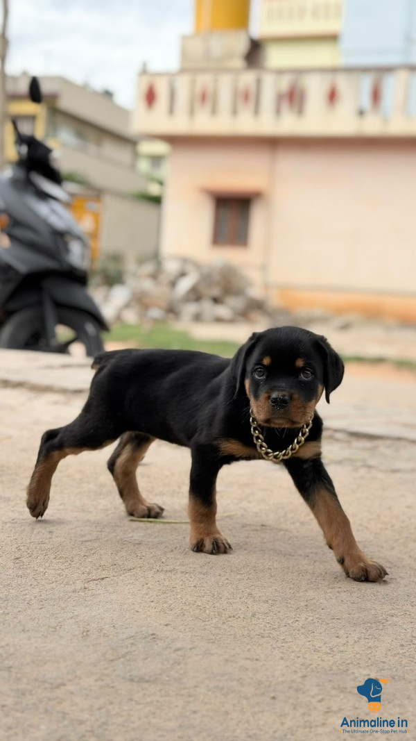 Healthy and Active Female Rottweiler for Sale