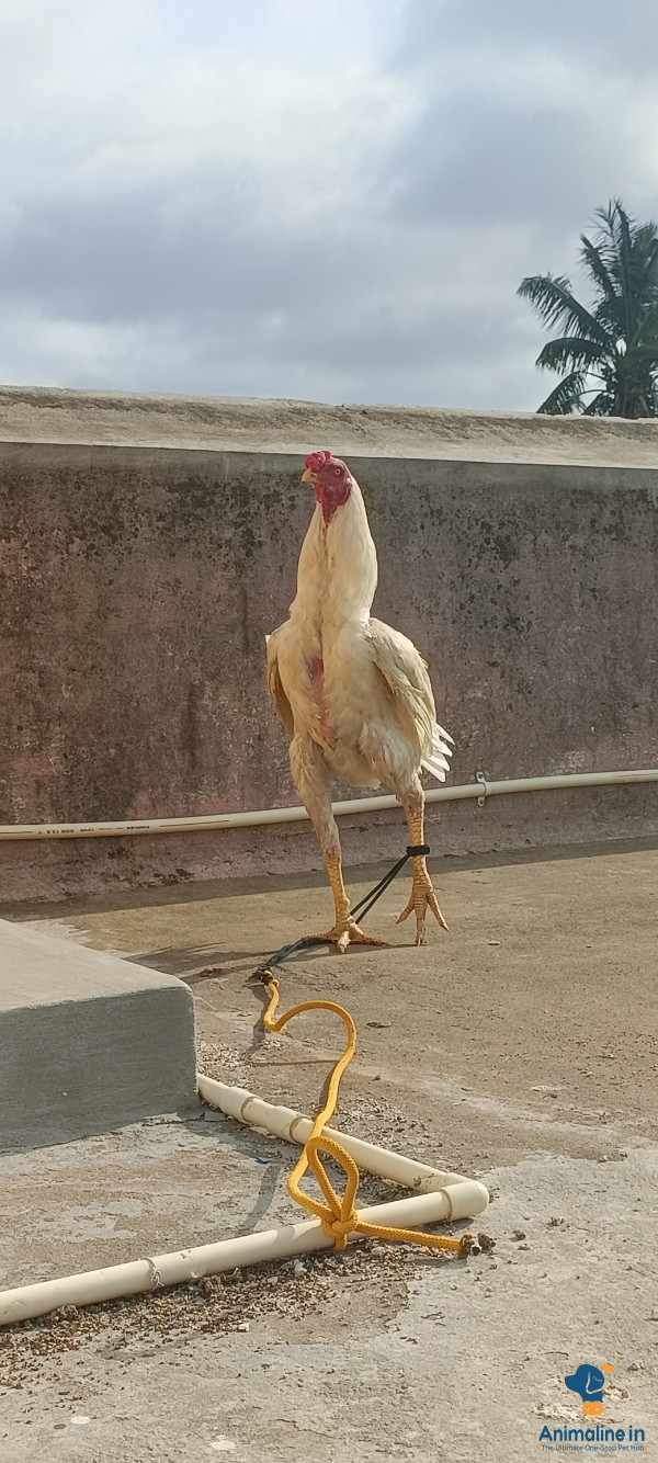 Sadiq bhai