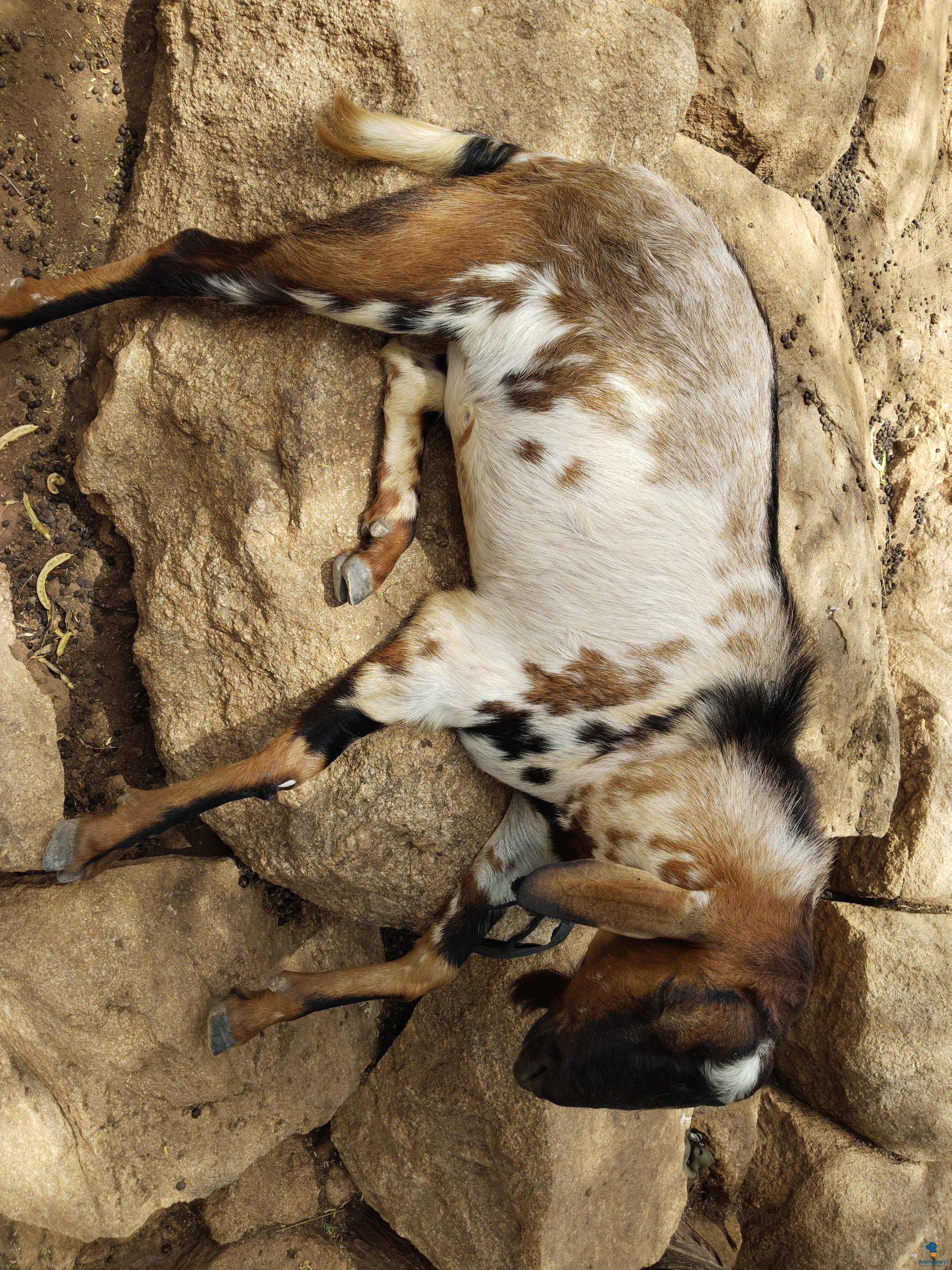 Healthy and Active Male Others for Sale