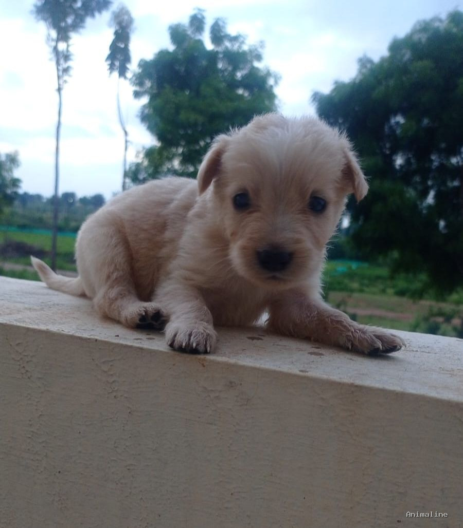 Cute Puppy