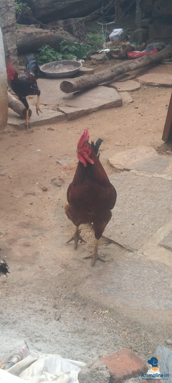 ಮಾರಾಟಕ್ಕಿದೆ ಆರೋಗ್ಯಕರ ಪುರುಷ Desi Murgi or Nati Kohli
