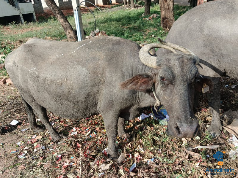 5 ವರ್ಷದ ಎಮ್ಮೆ 