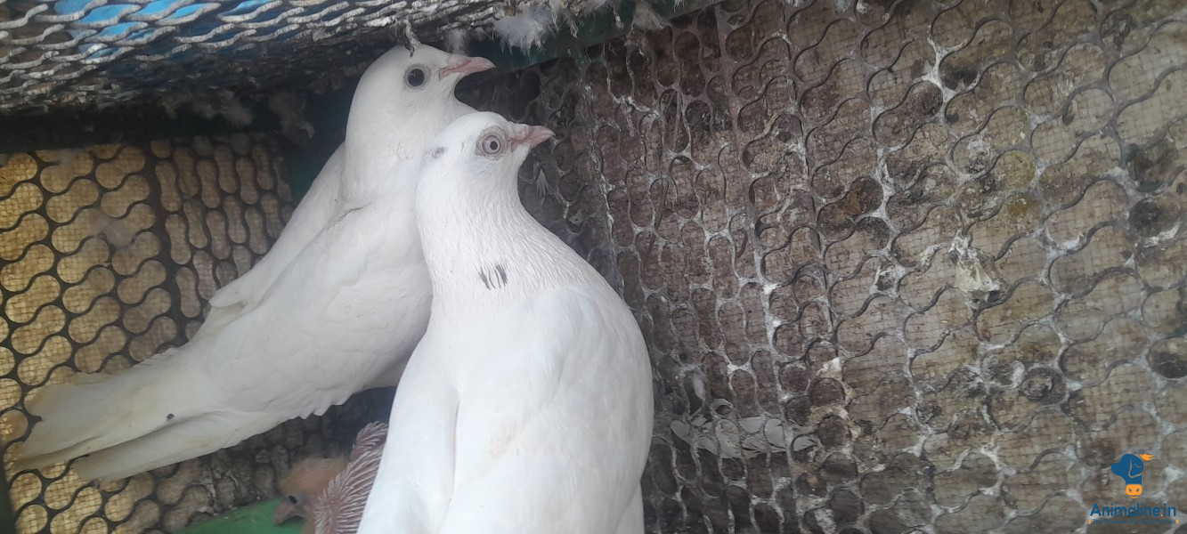 ಮಾರಾಟಕ್ಕಿದೆ ಆರೋಗ್ಯಕರ ಪುರುಷ ಮತ್ತು ಮಹಿಳೆ