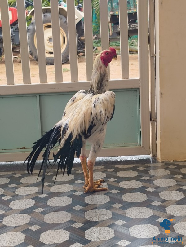 7 ತಿಂಗಳು ಪುರುಷ ಕೋಳಿ
