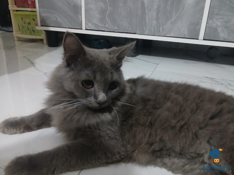 Grey colour beautiful cat 