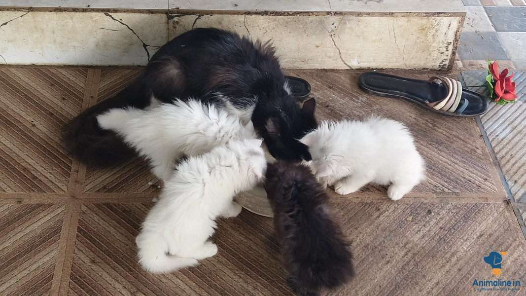 Healthy and Active Male&Females  for Sale