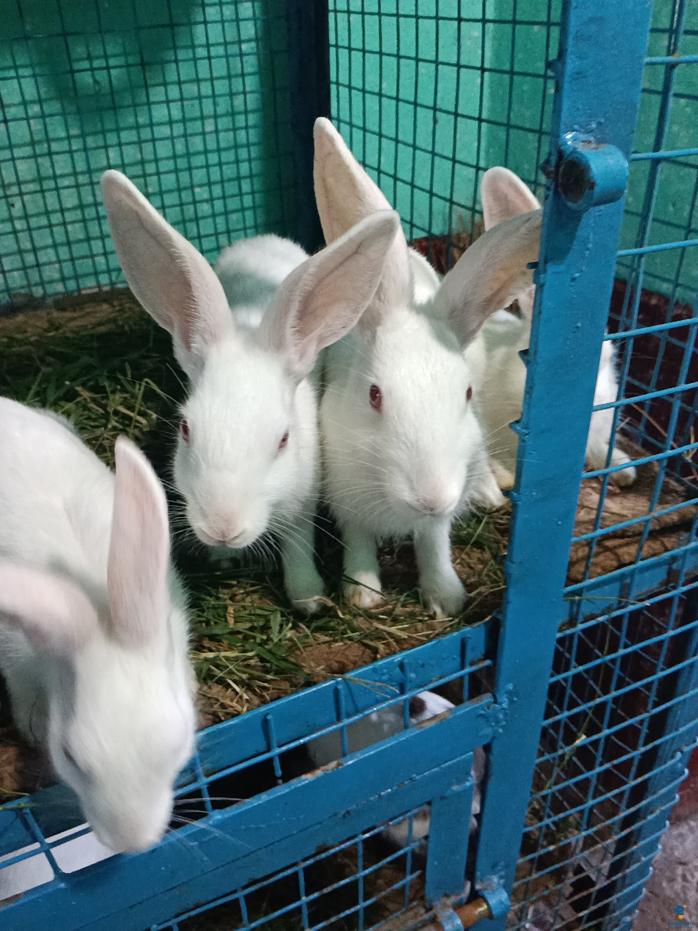 1 month old Rabbits 