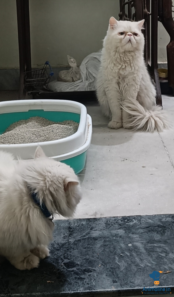 Persian cat kittens