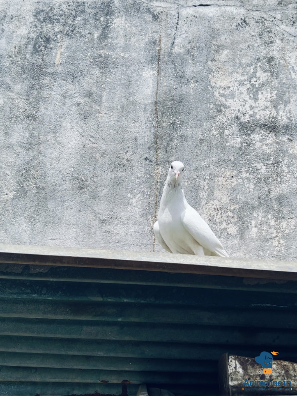 1 ವರ್ಷದ ಗಂಡು beku 