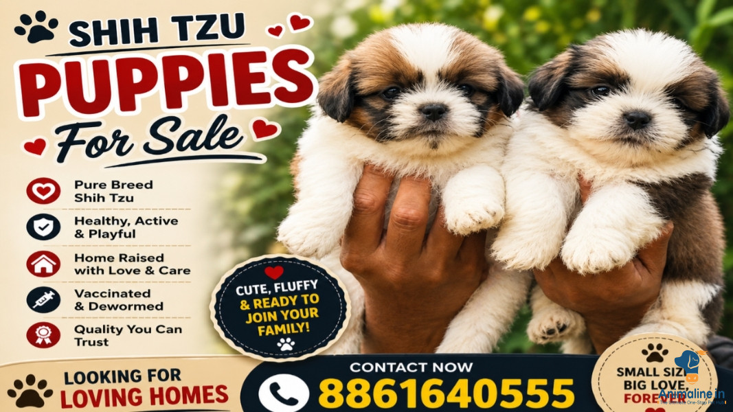 Top Quality Shih Tzu puppies available 
