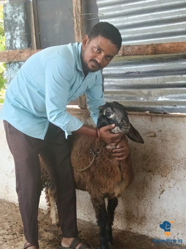 7ಮೊಟ್ಸ್ erabh