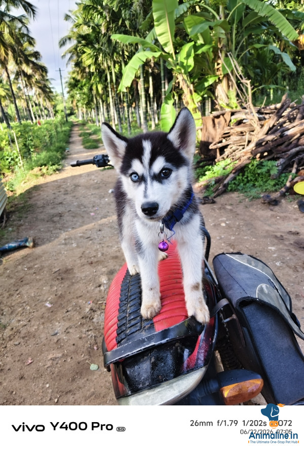 ಮಾರಾಟಕ್ಕಿದೆ ಆರೋಗ್ಯಕರ ಪುರುಷ Siberian Husky