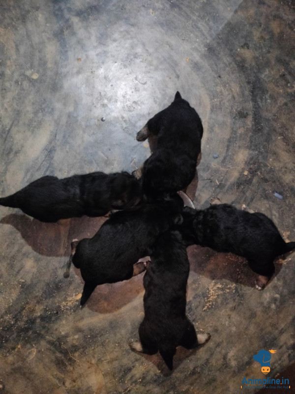 Healthy and Active Male&Females German Shepherd Dog for Sale