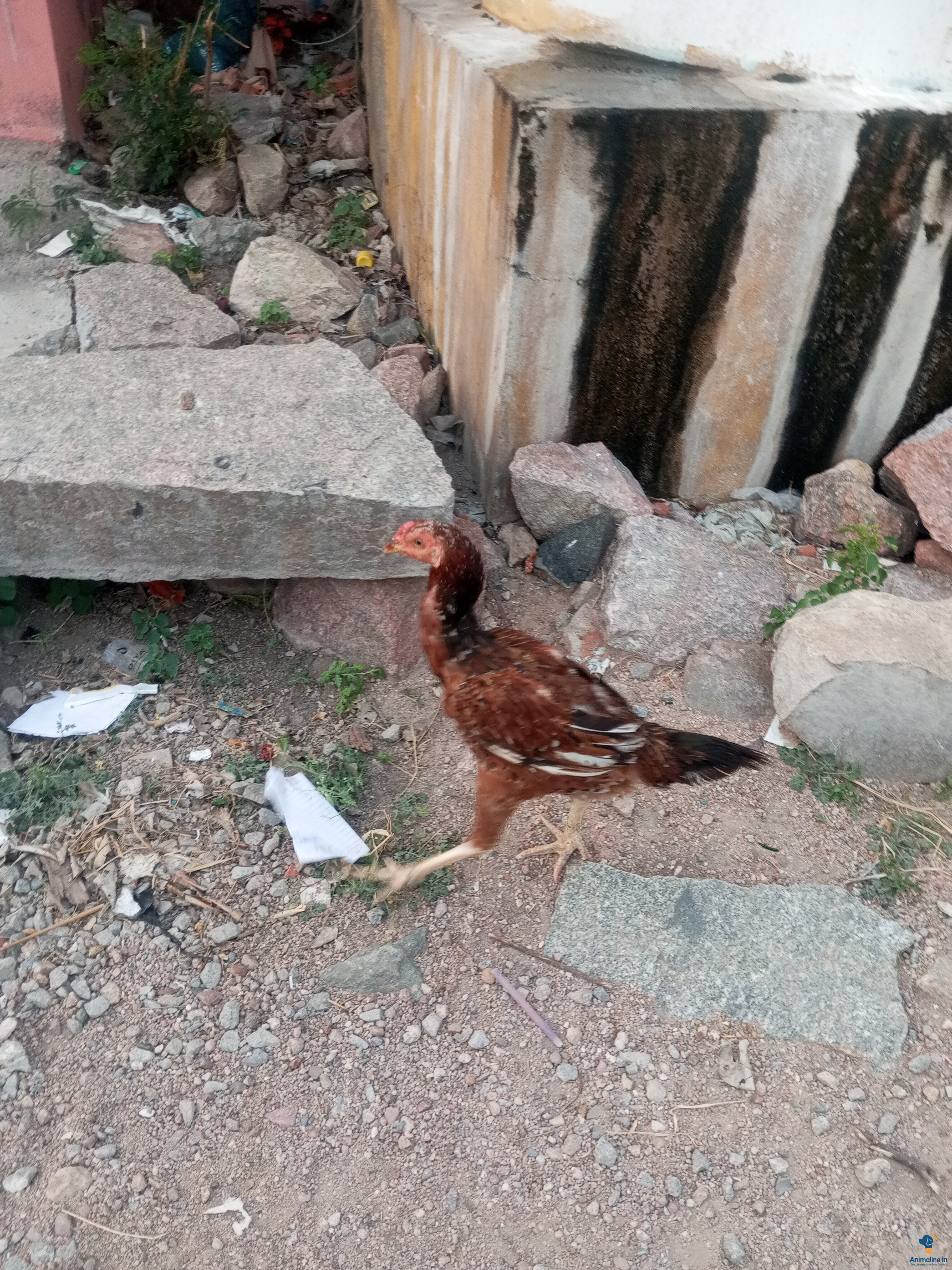 ಎರಡು ವರ್ಷದ ಕೋಳಿ