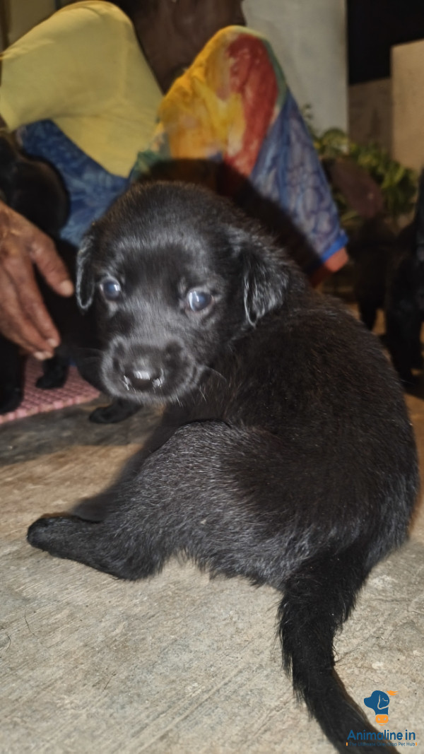 Lab puppy available