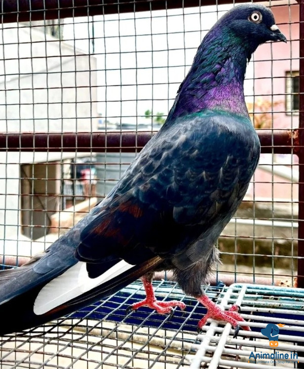Tournament winner bird