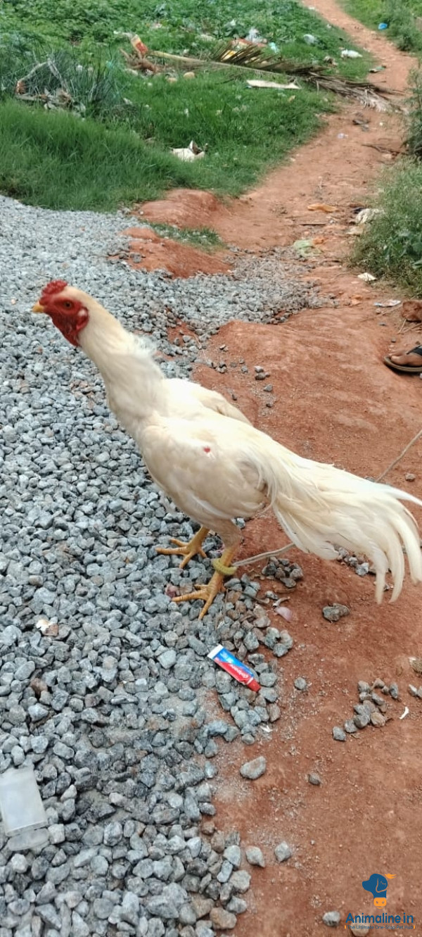 Premium Aseel Hen for Adoption
