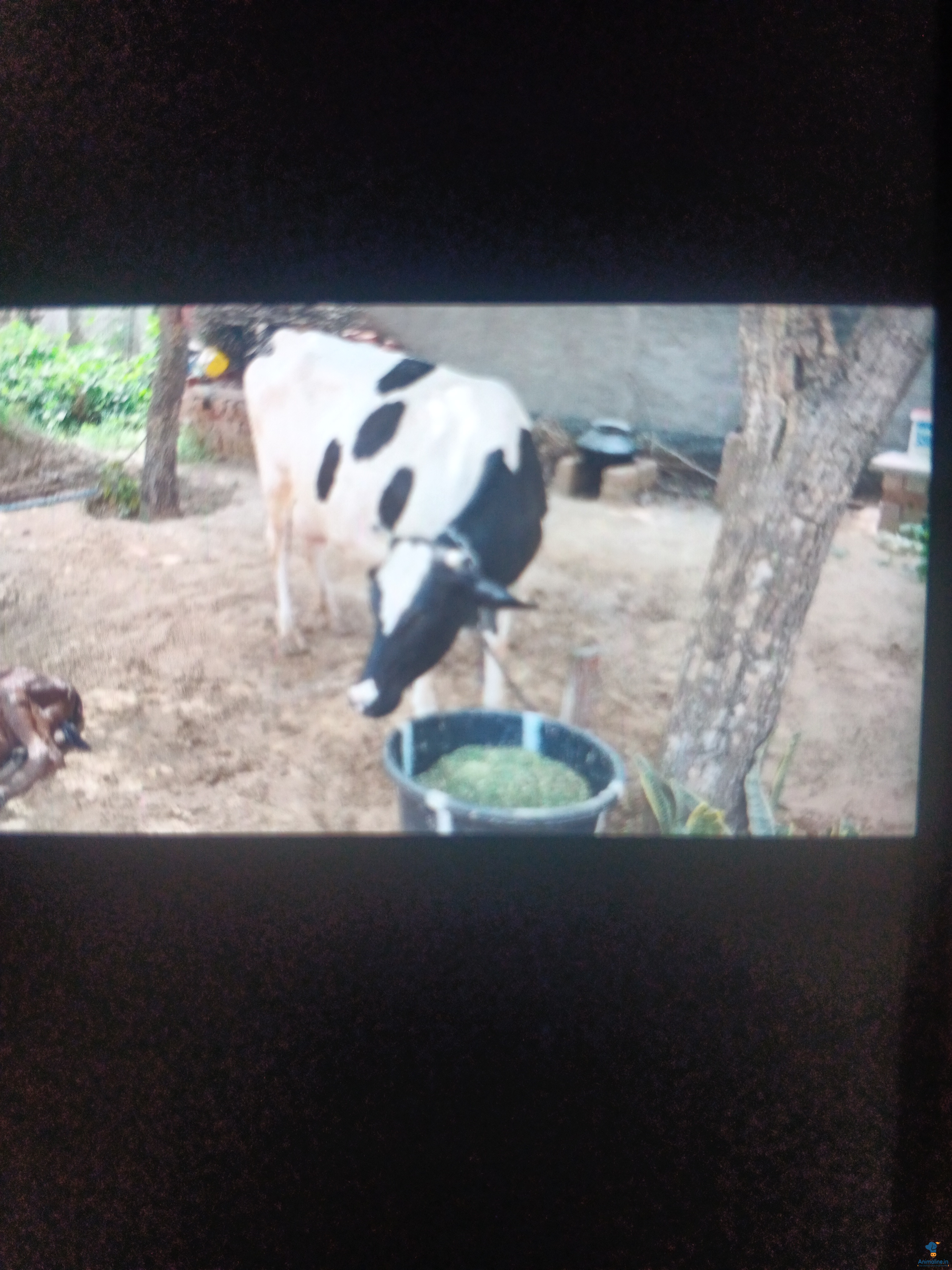 4 saal ki cow
