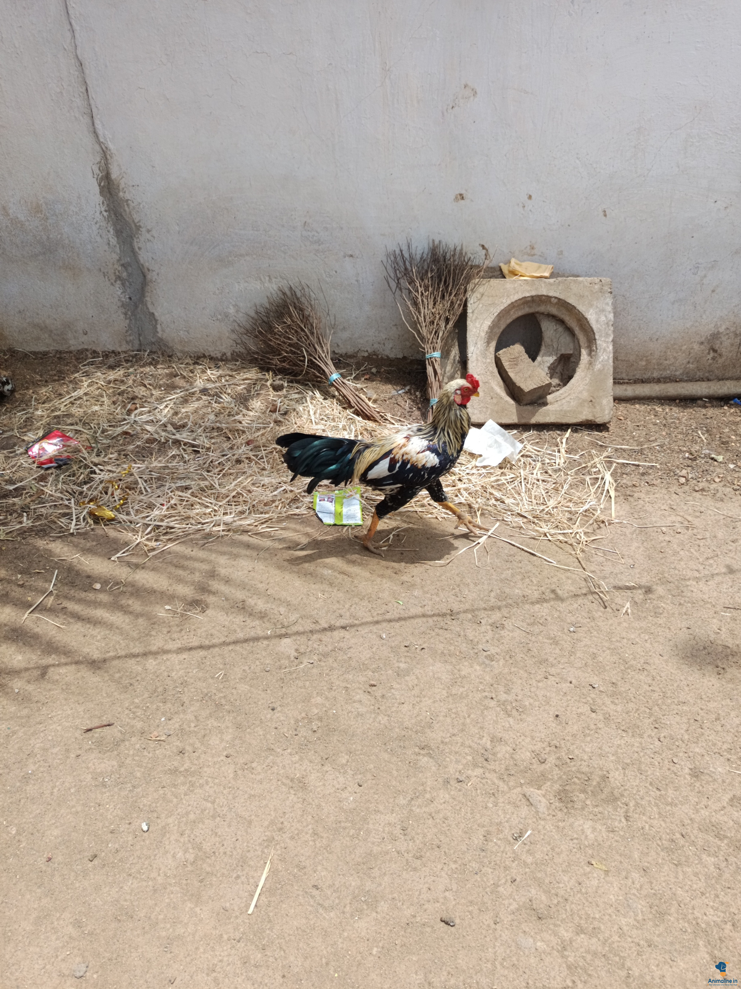 Healthy and Active Male Others for Sale