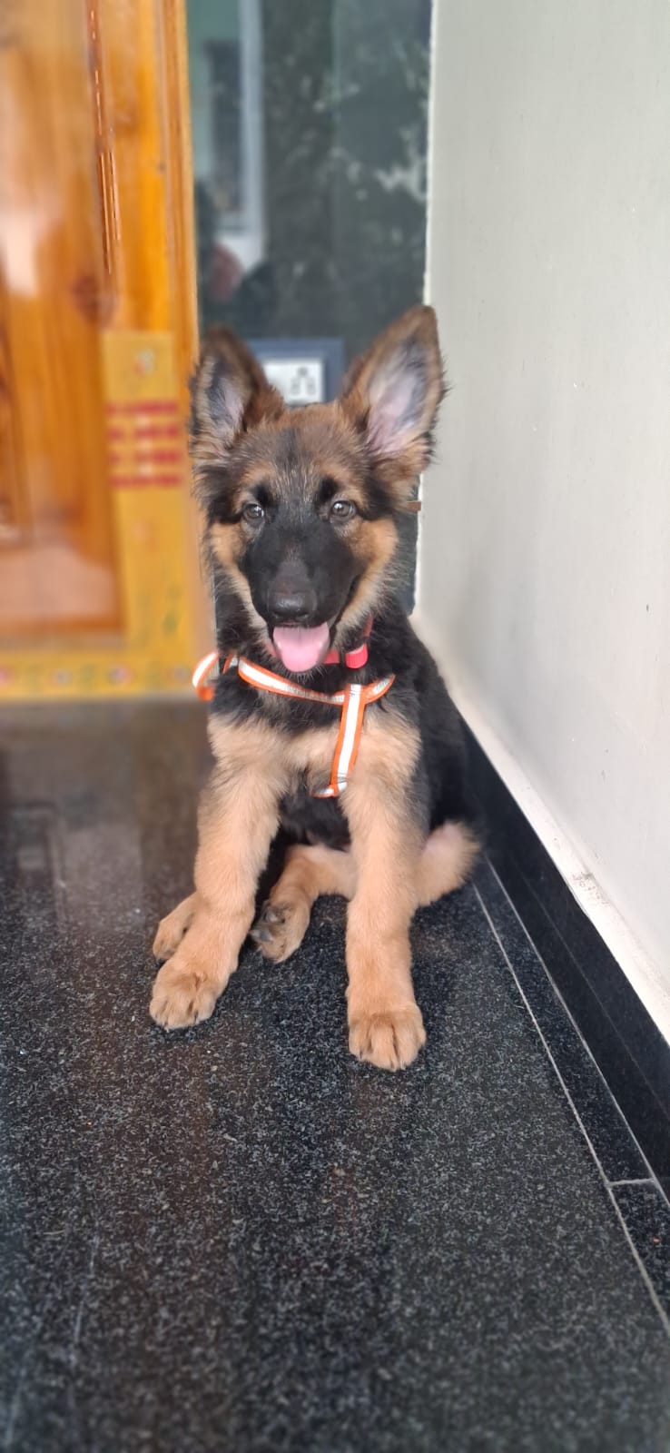 German Shepherd 2 months old puppy for sale