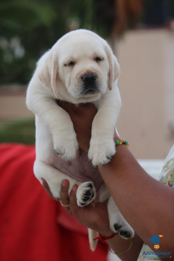 Healthy and Active Female Labrador Retriever for Sale