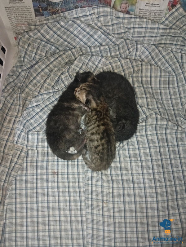 Healthy and Active Male&Females  for Sale
