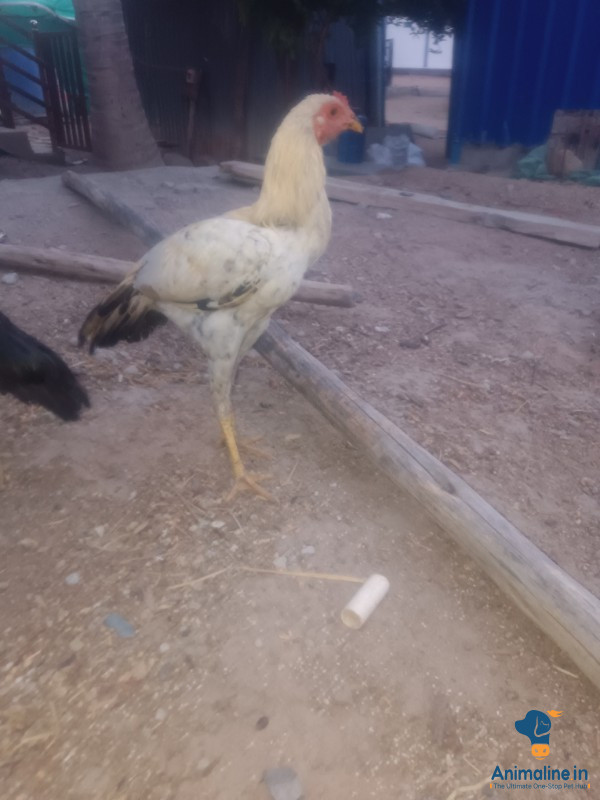 ಮಾರಾಟಕ್ಕಿದೆ ಆರೋಗ್ಯಕರ ಪುರುಷ Desi Murgi or Nati Kohli