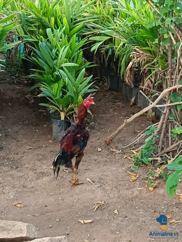1 varsha gandu jooju koli