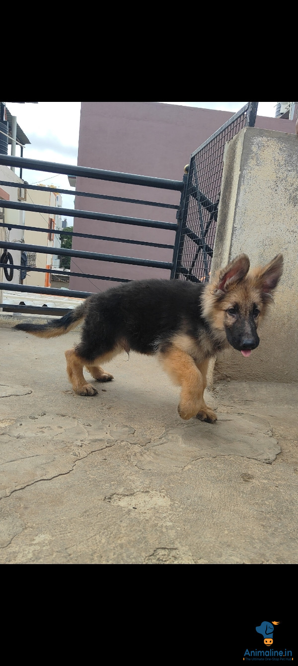 Quality puppies available with import bloodline combination