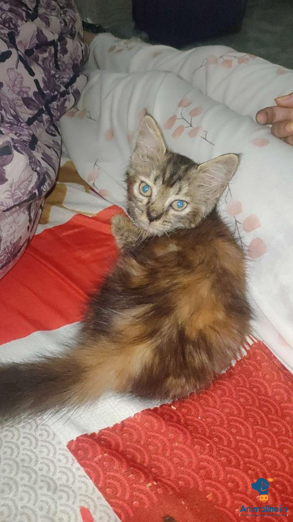 2 months female