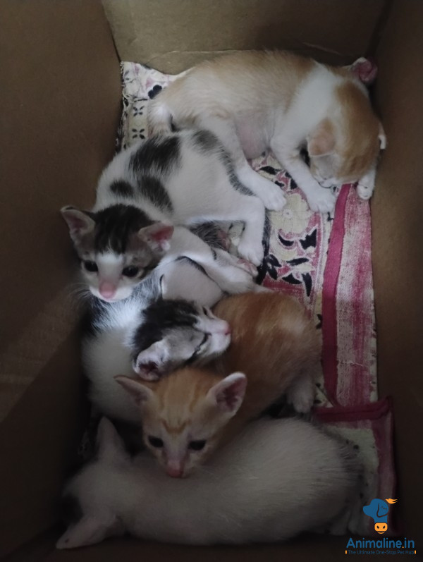 Healthy and Active Male&Females  for Sale