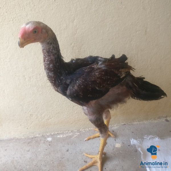 8 month patta ಗಿಣಿ ಮೂತಿ ಹುಂಜ 