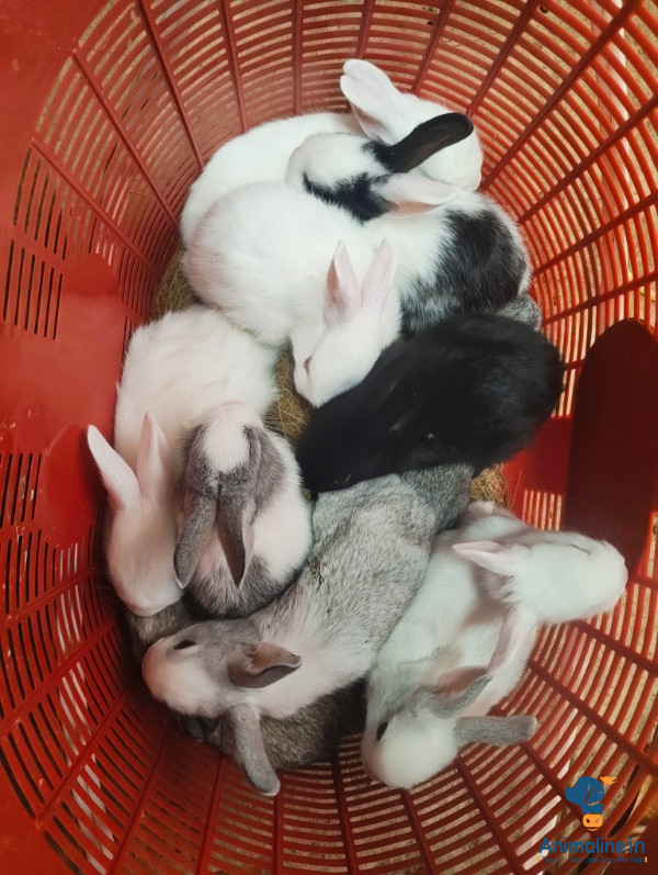 Rabbit bunny 