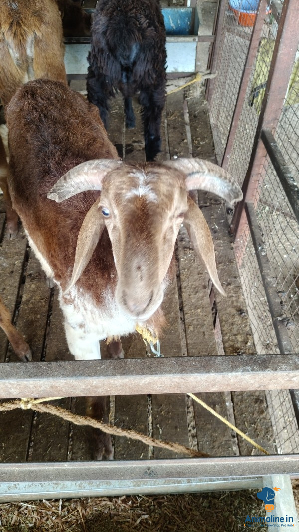 Six months sheep 
