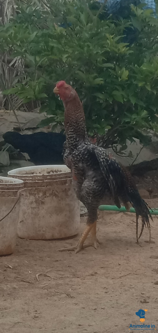 ಮಾರಾಟಕ್ಕಿದೆ ಆರೋಗ್ಯಕರ ಪುರುಷ Aseel