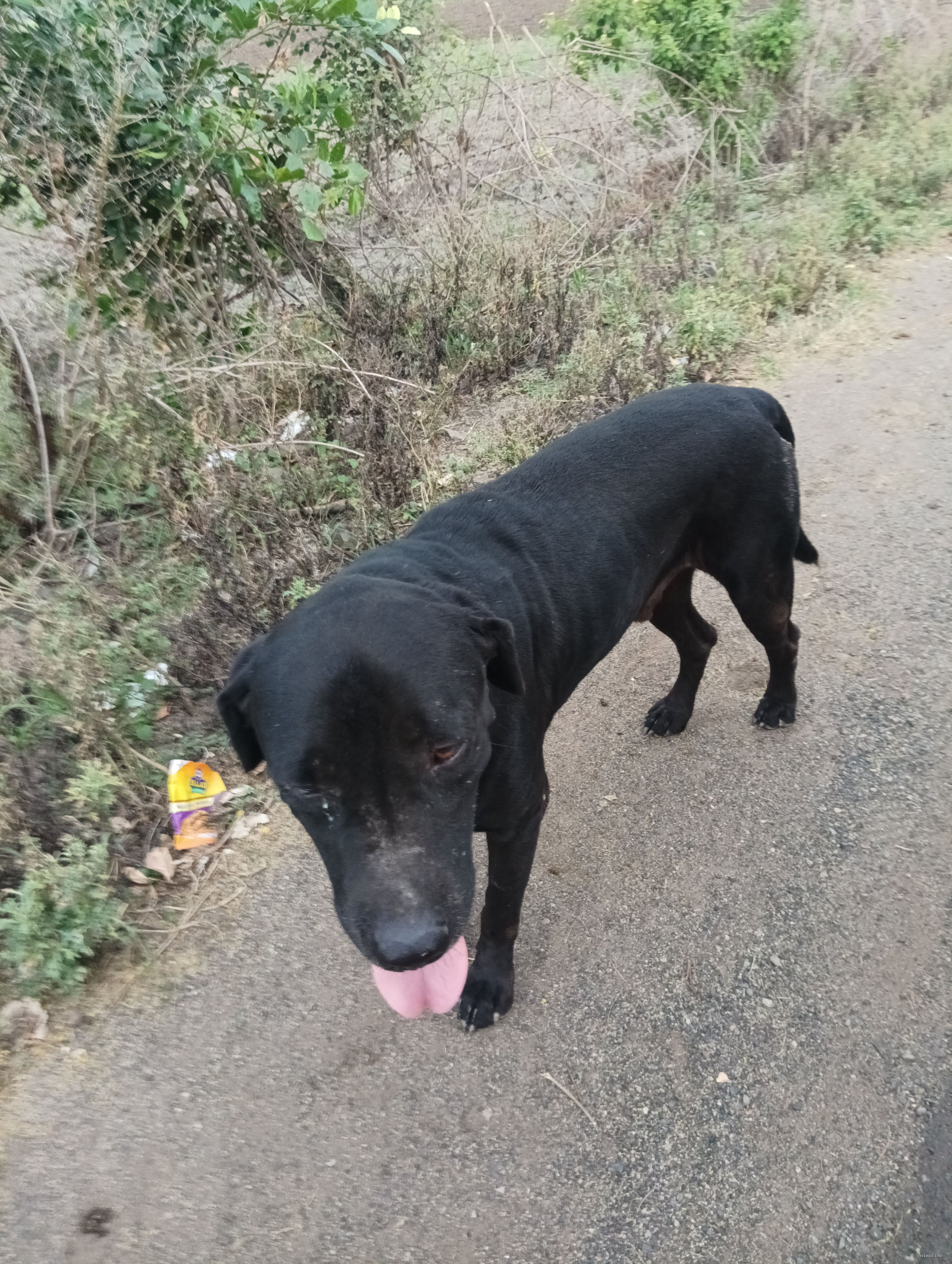 बिक्री के लिए स्वस्थ पुरुष Labrador Retriever