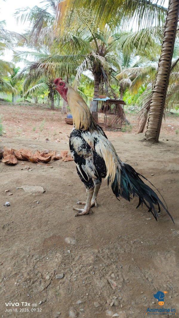  1 ವರ್ಷದ. ಹುಂಜ  ಫೈಟರ್ ಹುಂಜ 