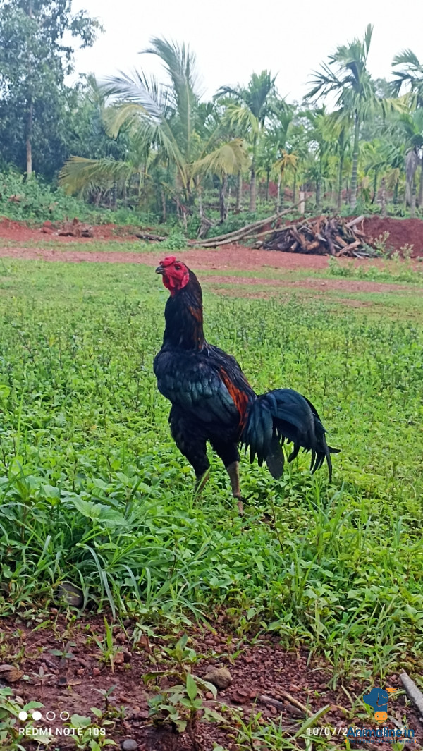 Premium Aseel Hen for Adoption
