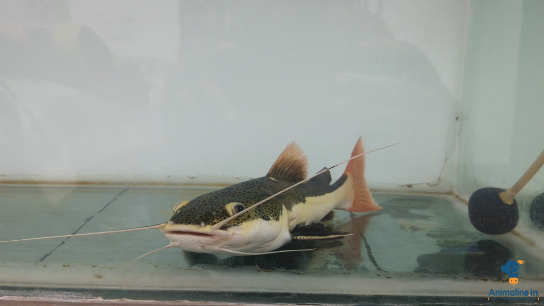 Red Tail Catfish
