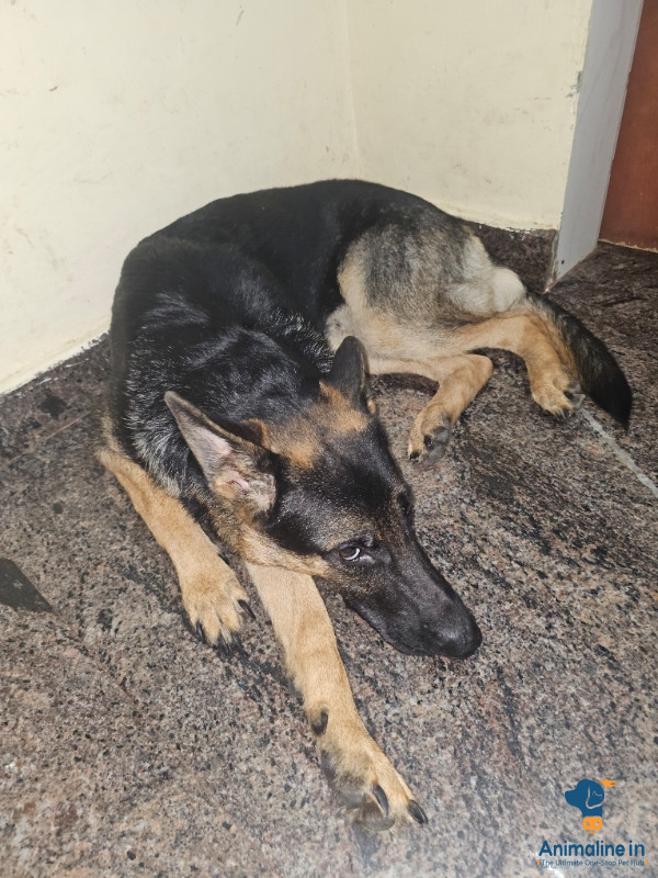 11 months puppy black mask