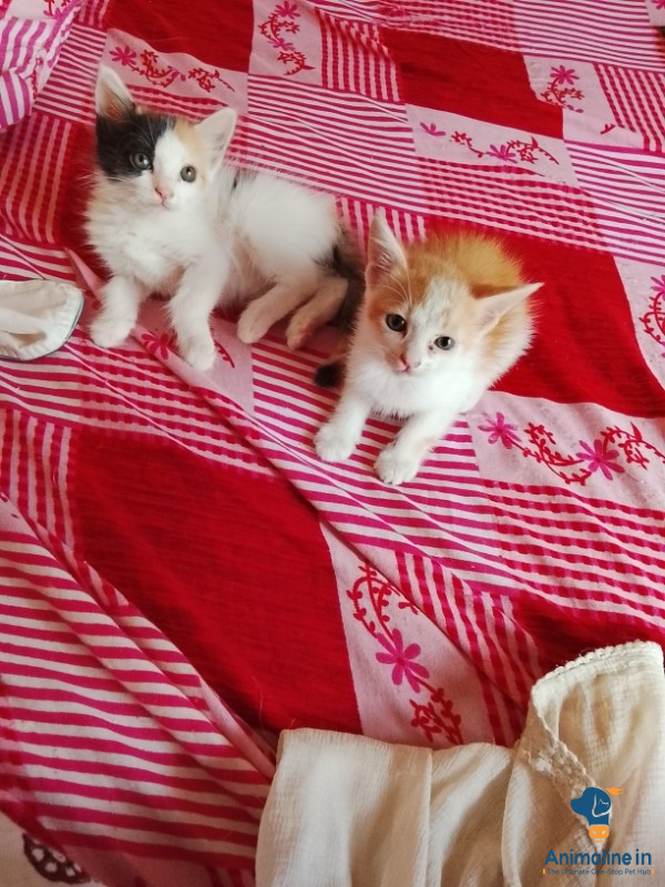 2 months old kitten  