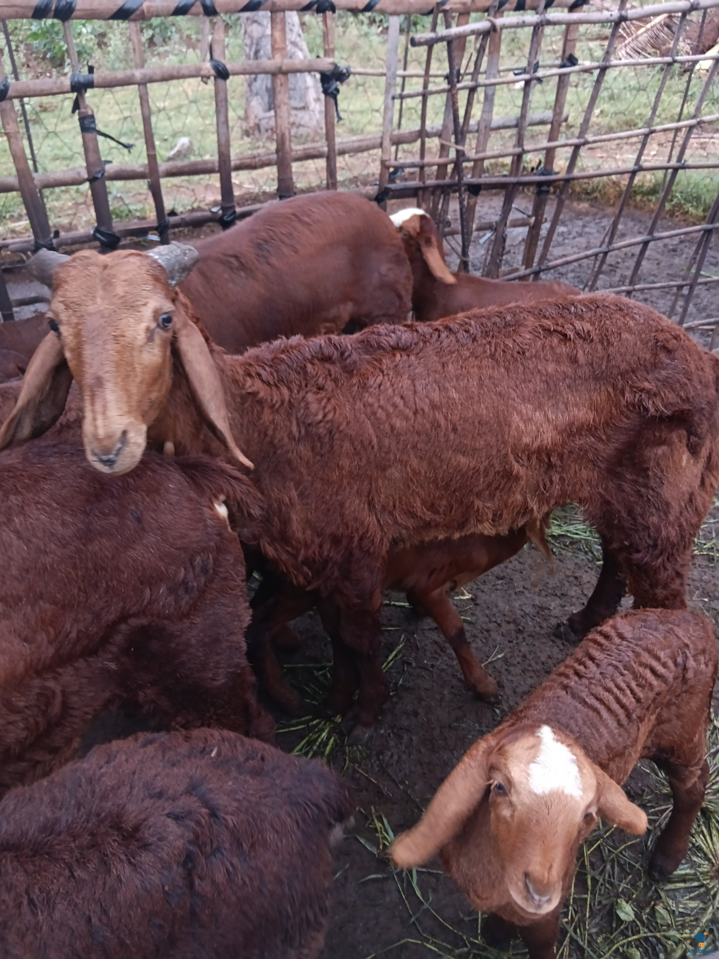 ಮಾರಾಟಕ್ಕಿದೆ ಆರೋಗ್ಯಕರ ಪುರುಷ Nali Sheep
