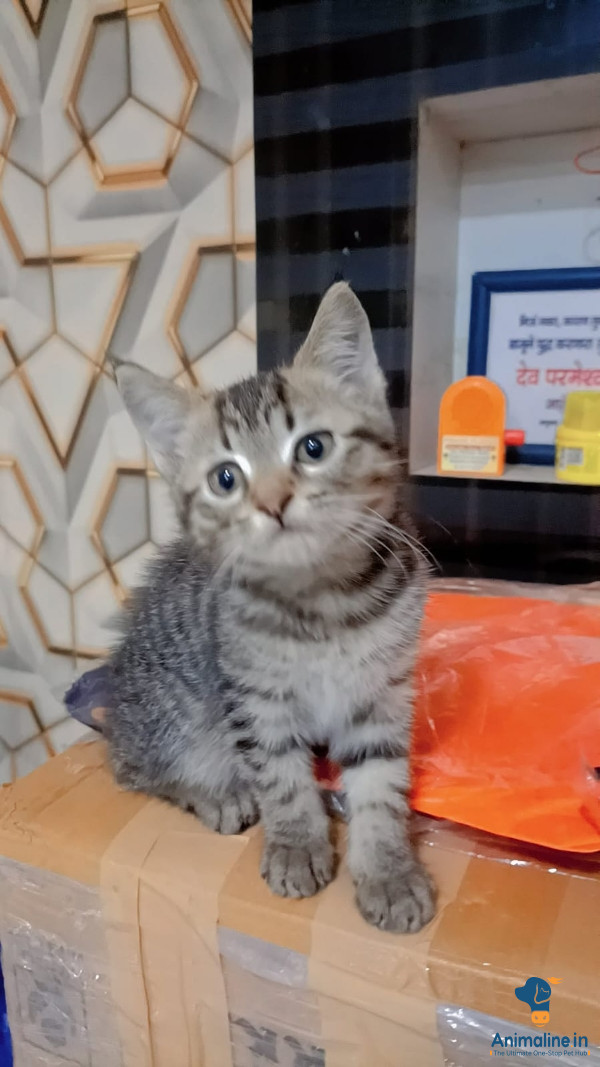 1 year old male cat