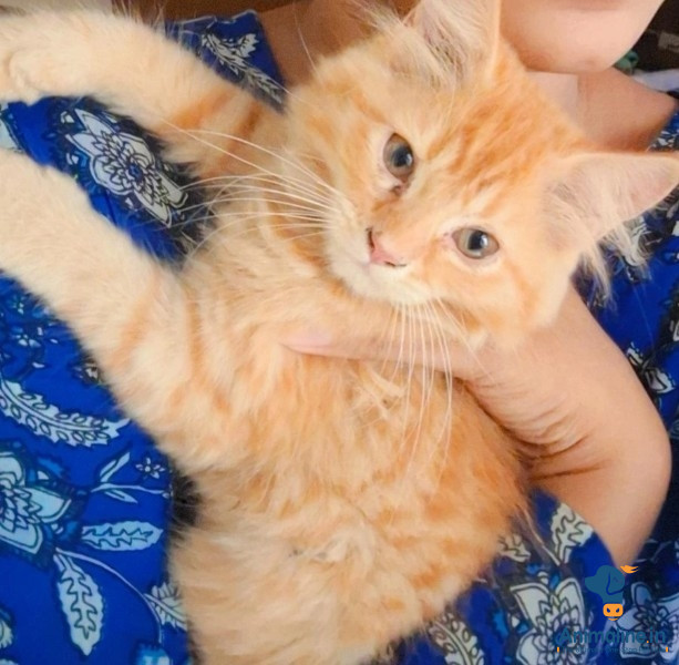 1 month baby kitty 
