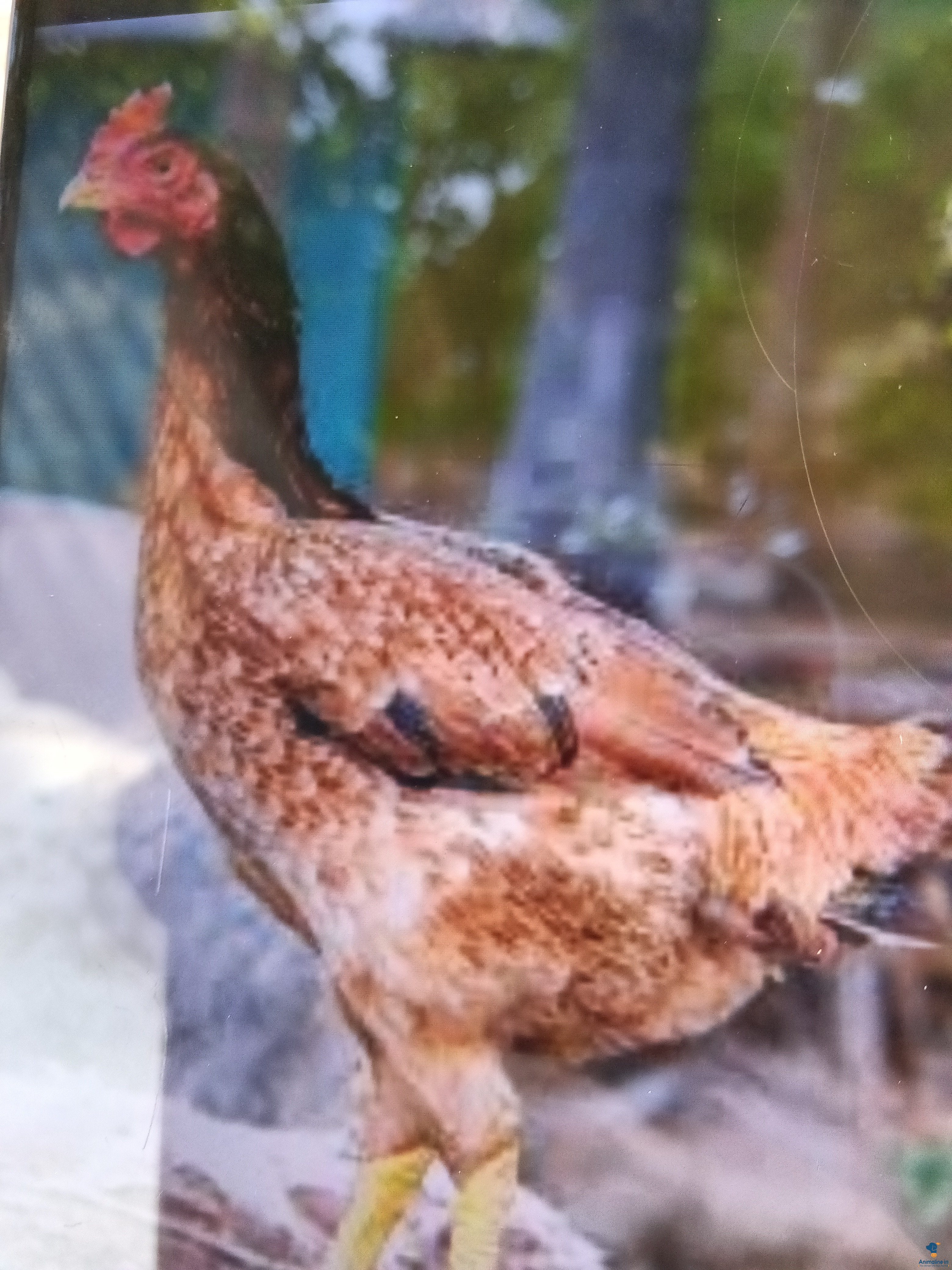 ಪ್ರೀಮಿಯಂ Giriraja Hen {}