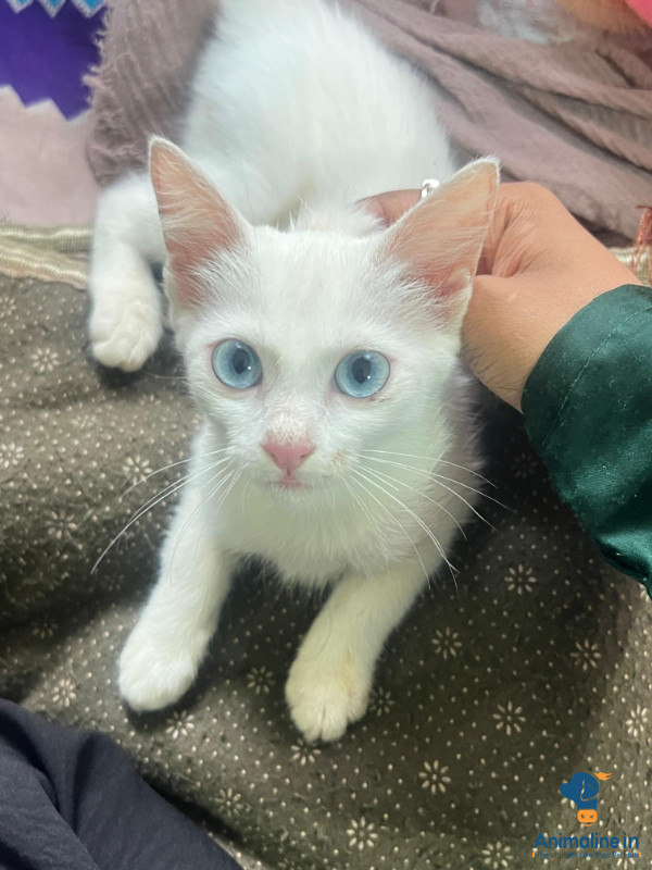 Adorable White Crossbreed 2 month old Female Kitten for Sale