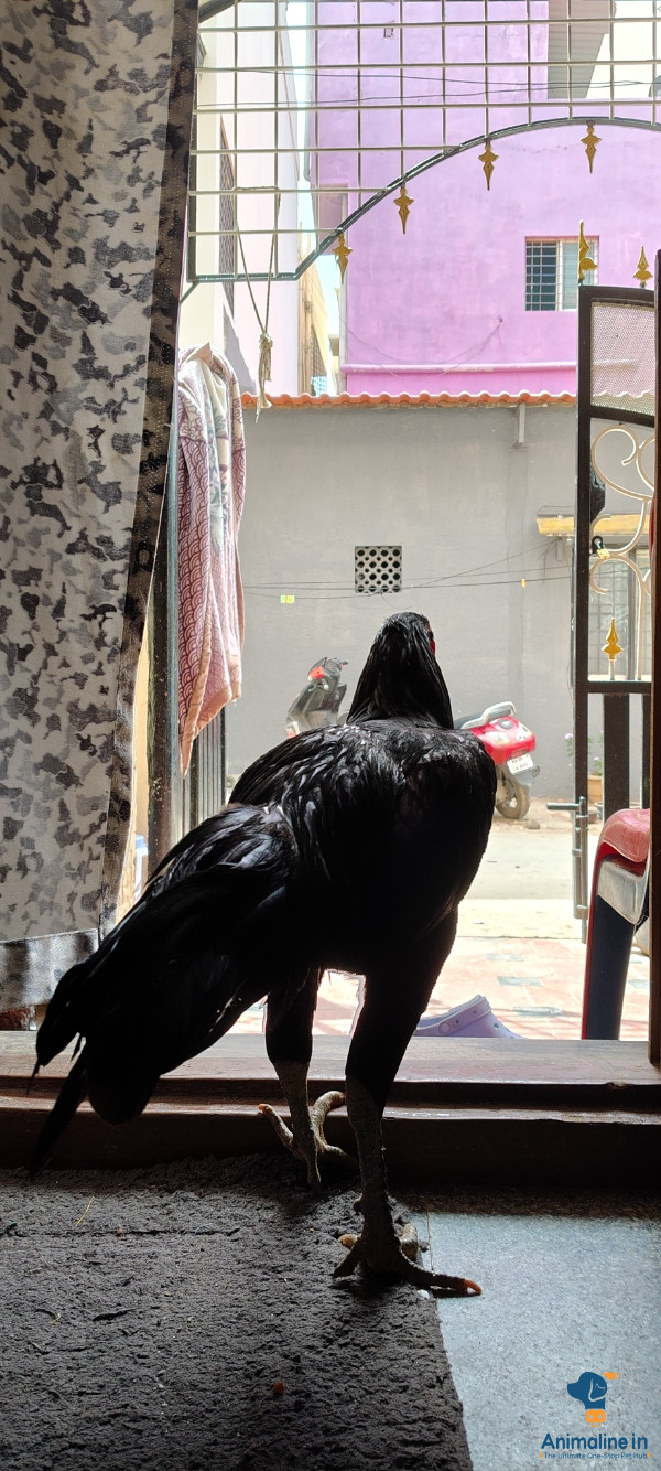 Premium Desi Murgi or Nati Kohli Hen for Adoption