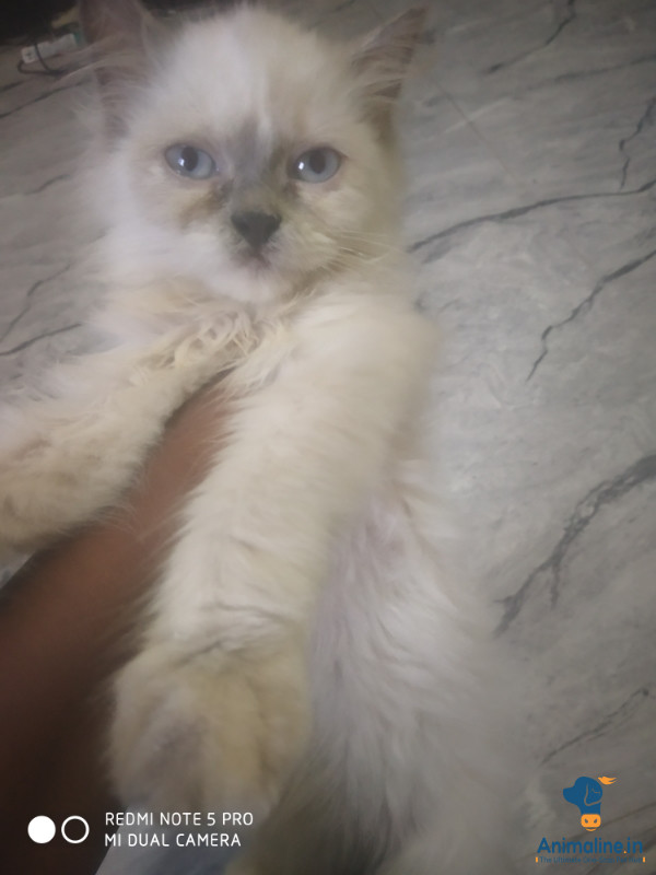 2 mahine ki madi billi